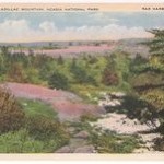 This old Maine postcard is kinda what I have pictured in my head.  I had more pine-needles underfoot in mind, but, this will do.