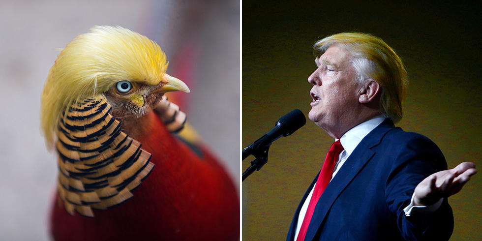 trump-bird-and-trump
